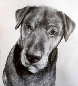 Hand-drawn charcoal pet portrait of a dog created from photograph by Kalakari