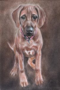 color-pencil-pet-drawing-from-photo