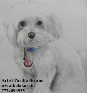 pet drawing from photo
